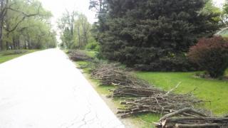 branch-brush-pick-up